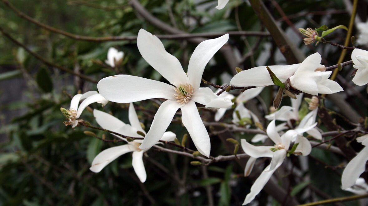 Magnolie (Magnolia x kewensis 'Wada's Memory') neben dem Gewächshaus