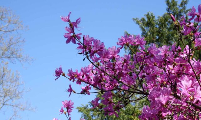  Blütenzauber im Rhododendrontal 